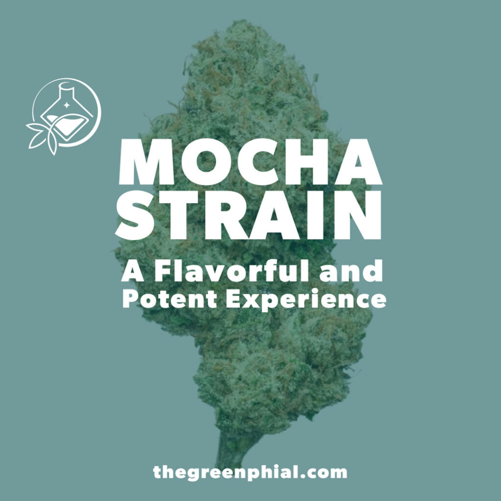 mocha cannabis strain