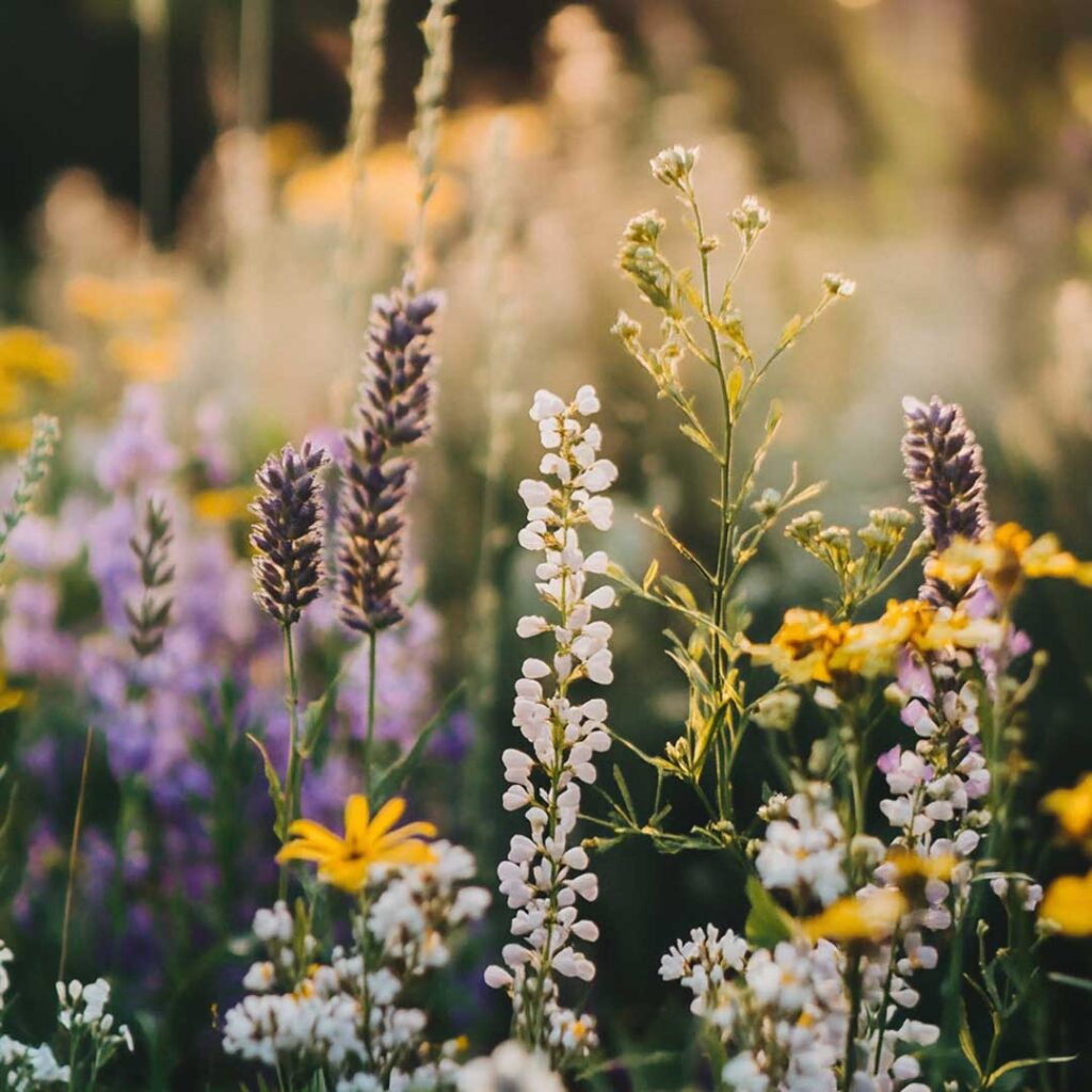 The Healing Power of Nature: How to Create Your Own Herbal Garden