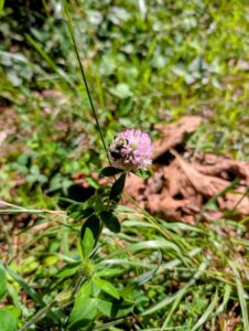 Honeybees in Western North Carolina